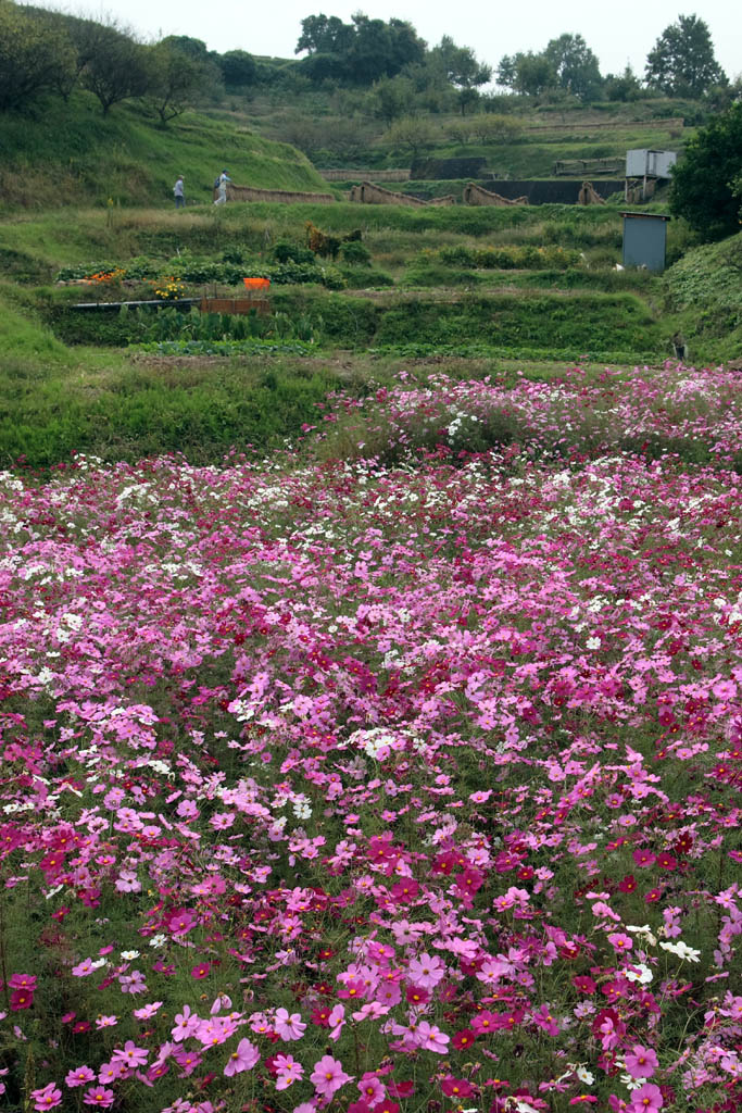 d0085715_23585457.jpg