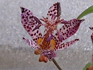 e0026017_2202819.jpg