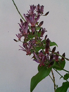 e0026017_2294042.jpg