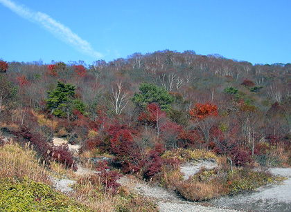 a0001354_21233489.jpg