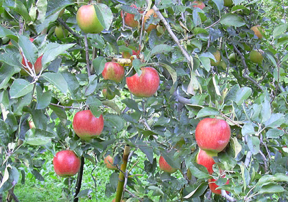 a0001354_21255223.jpg