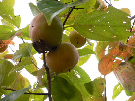 a0063364_16155240.jpg