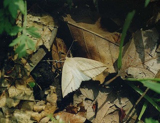 d0019074_92262.jpg