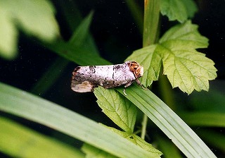 d0019074_92571.jpg