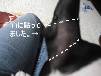 c0092787_11282763.jpg