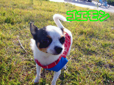 e0032508_1831563.gif