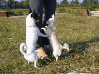 e0032508_1916983.gif