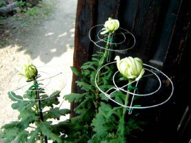 c0011009_14403989.jpg