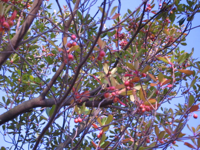 b0088037_23561434.jpg
