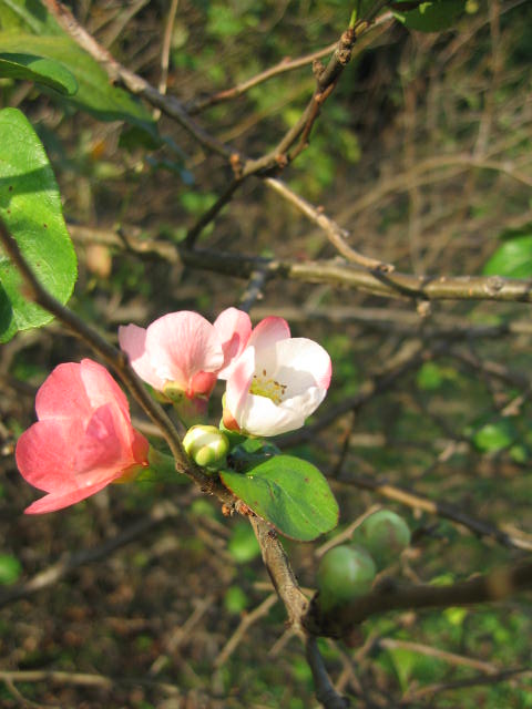 b0088037_23591544.jpg