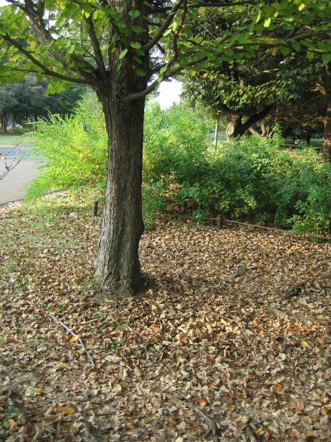 b0088037_23593795.jpg