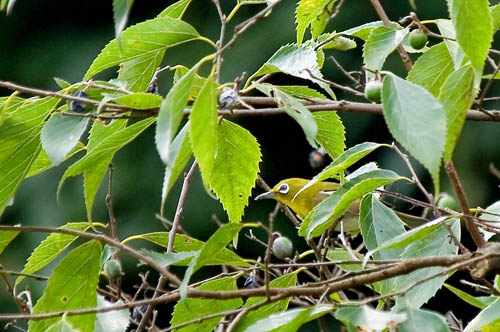 a0083081_18533068.jpg