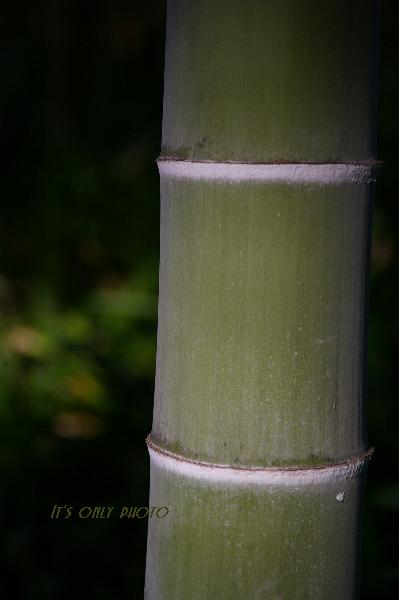 e0008800_2334245.jpg