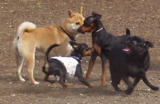 f0004309_22342461.jpg