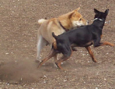 f0004309_22345539.jpg