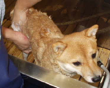 f0004309_22373998.jpg
