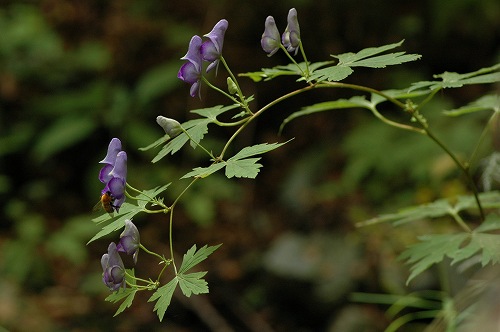 c0027027_16461824.jpg