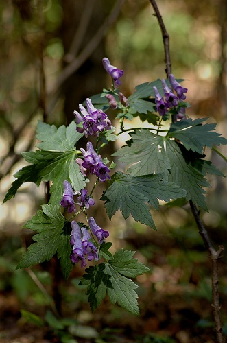 c0027027_16472985.jpg