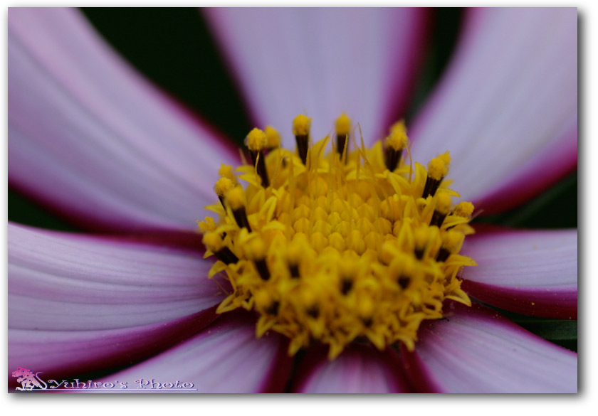 d0004832_9305179.jpg