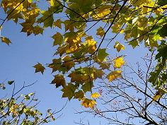 c0091038_1194247.jpg