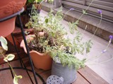 c0081552_2119385.jpg