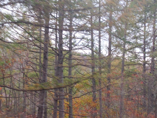 a0042970_1456593.jpg
