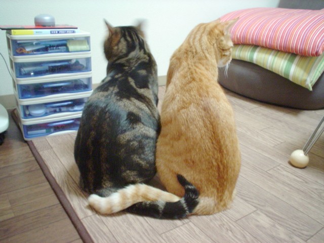 f0004387_2356160.jpg