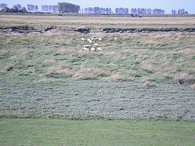 f0032194_10554439.gif