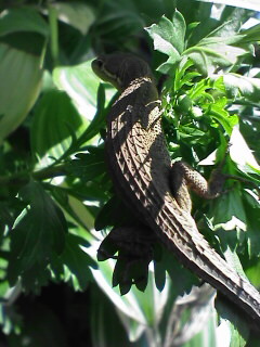 c0056903_19131694.jpg