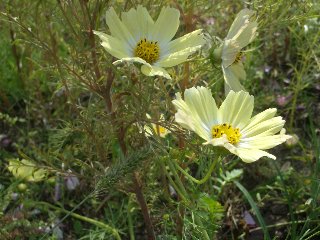 b0061107_2043559.jpg