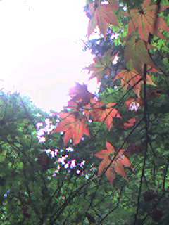 d0006718_14414581.jpg