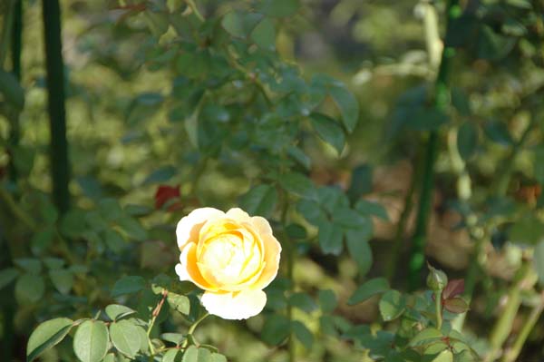 c0059521_23144447.jpg