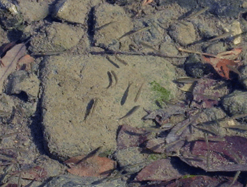 d0048332_10523749.gif