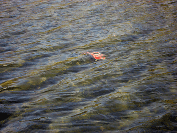 d0048332_1052384.gif