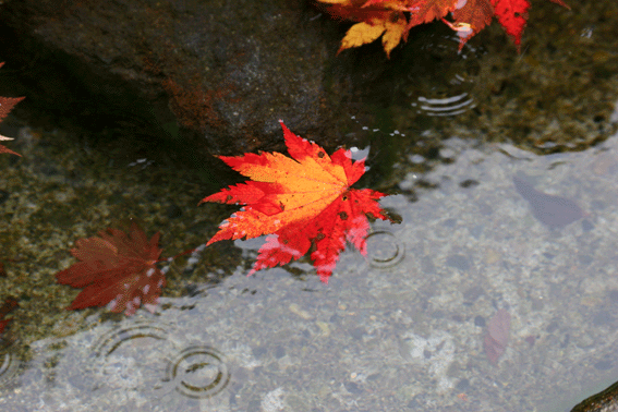 d0069235_22524132.gif
