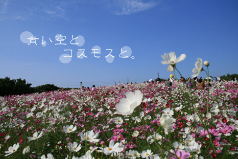 c0046340_1953418.jpg