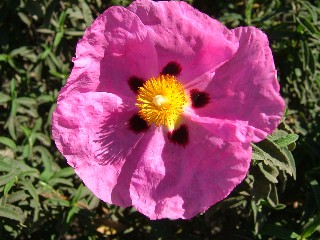 c0078451_5371711.jpg