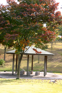 f0067361_055493.jpg