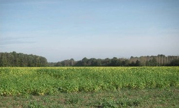 f0044892_6462748.jpg