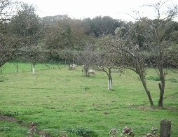 f0044892_6504939.jpg