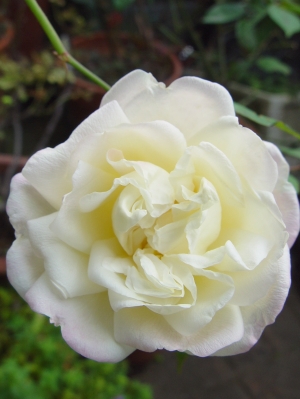 d0050399_838871.jpg