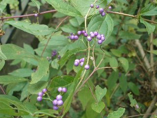 b0061107_23443999.jpg