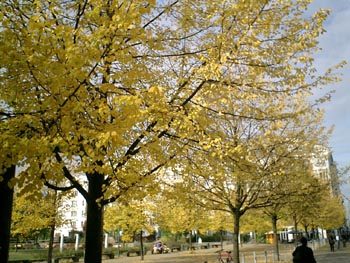 e0038811_22428100.jpg