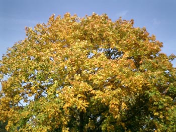 e0038811_2245072.jpg