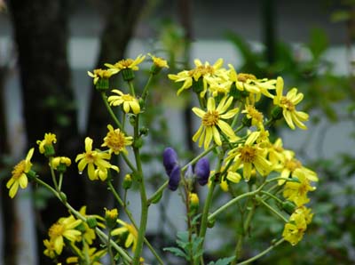 d0080118_2051934.jpg