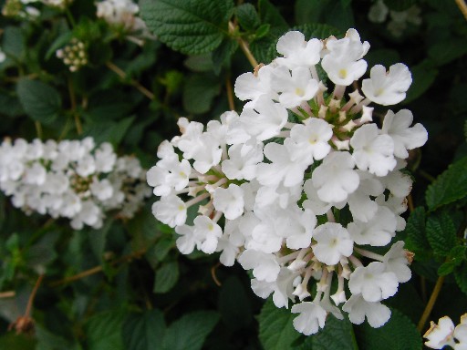 f0002833_233562.jpg