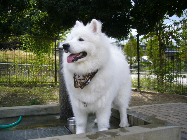 c0099841_23404144.jpg
