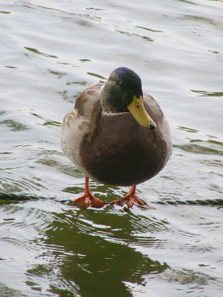 e0064158_1161721.jpg