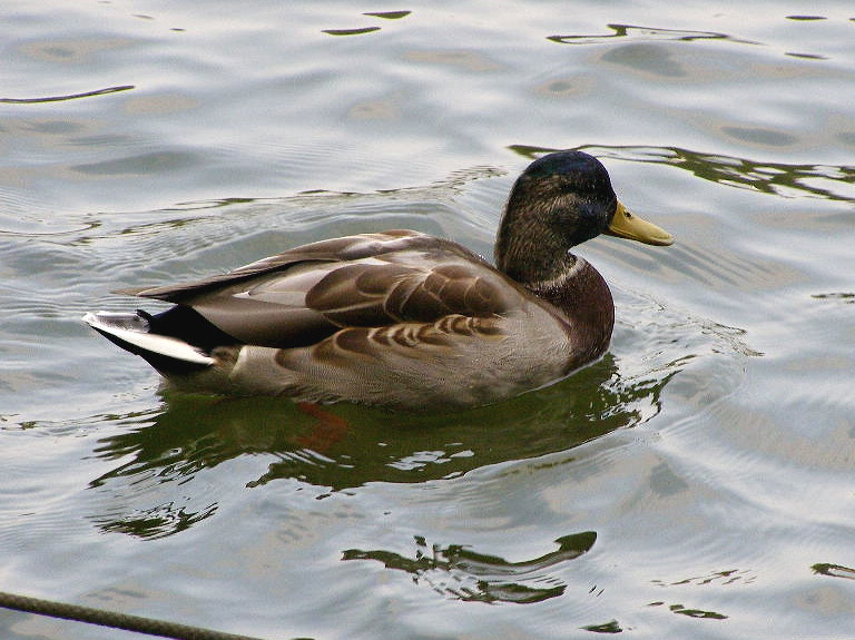 e0064158_1213045.jpg