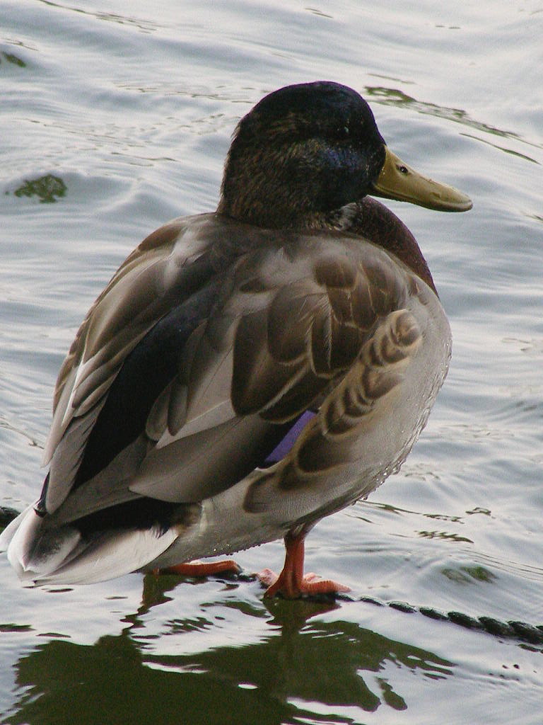e0064158_1221316.jpg